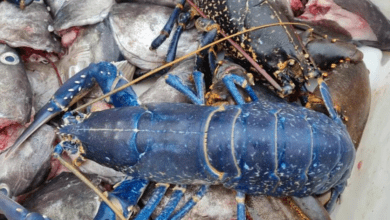 Pescador encontra rara lagosta azul