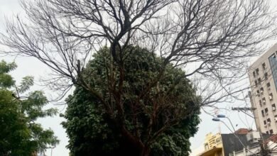 Prefeitura retira árvore com risco de queda na Praça Francisco Barreto