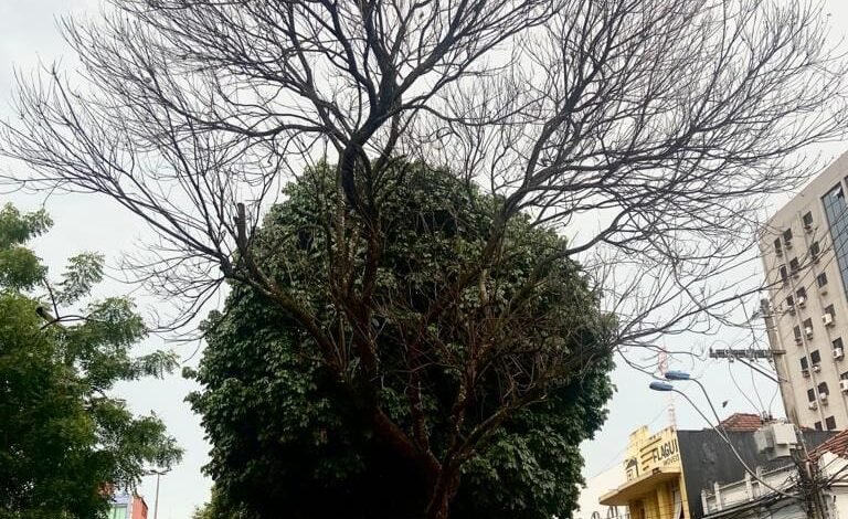 Prefeitura retira árvore com risco de queda na Praça Francisco Barreto