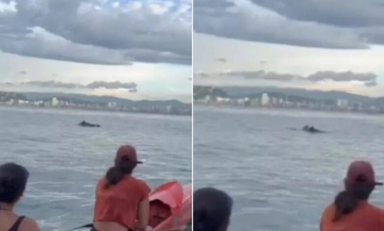 VÍDEO - Golfinhos aparecem para alunos de canoa havaiana