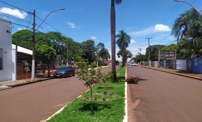 Ipês plantados de forma irregular serão realocados