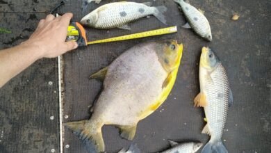 Polícia Ambiental fecha o cerco a pesca ilegal na região e pescadores são multados