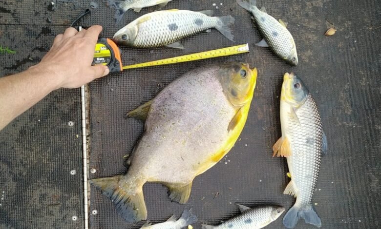 Polícia Ambiental fecha o cerco a pesca ilegal na região e pescadores são multados