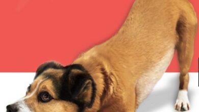 Feira de Pets acontece no North Shopping, neste sábado, 11