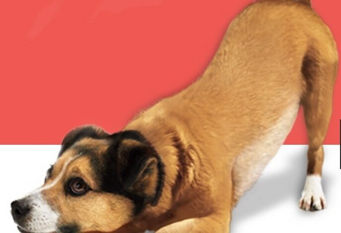 Feira de Pets acontece no North Shopping, neste sábado, 11
