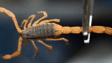 Morre menina de 1 ano, picada por escorpião