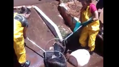 Tamanduá-bandeira é resgatado e solto após avaliação do Zoo Municipal