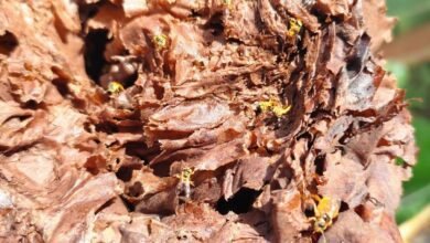 Zoológico de Guaíra terá Jardim de Abelhas em exposição ao público