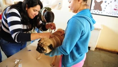 Secretaria da Saúde planeja ação descentralizada de vacinação antirrábica em cães e gatos