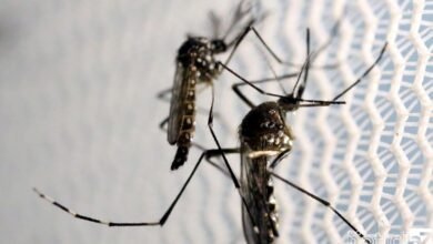 Com nova "fábrica de Aedes aegypti", Brasil ampliará combate a doenças