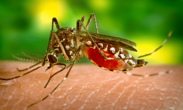 Secretaria Municipal de Saúde confirma 132 casos de Chikungunya em Barretos