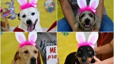 Campanha de adoção de animais transforma cães em coelhos da Páscoa