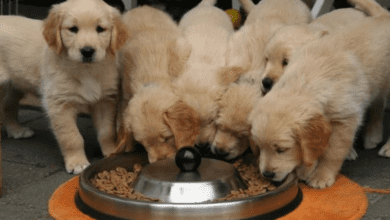 Ração ou alimentação natural para cães: prós e contras na hora de escolher