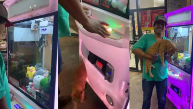 Vídeo - Homem tenta pegar bicho de pelúcia em máquina e encontra gato de verdade