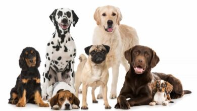 Prefeitura pretende criar Programa Banco de Ração no município