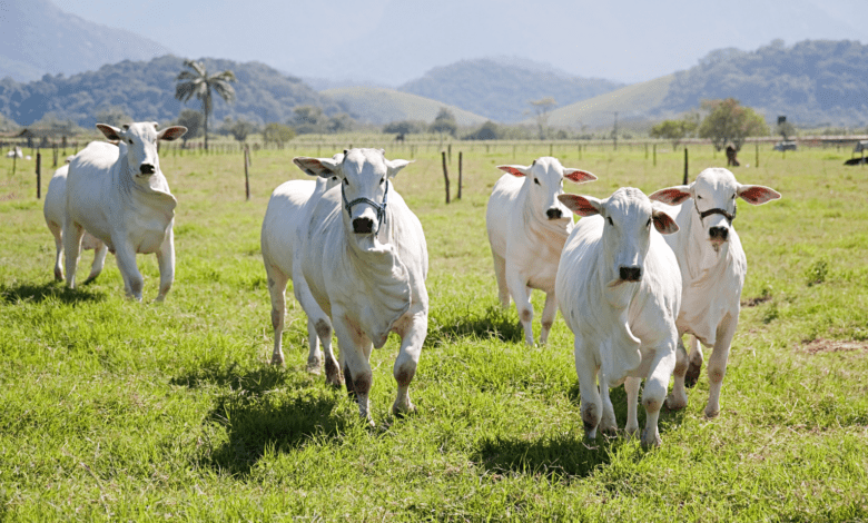 Prazo para vacinar rebanho contra febre aftosa e brucelose está terminando