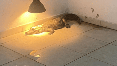 Polícia Civil resgata jacaré e mais de 80 animais em operação contra tráfico de animais silvestres