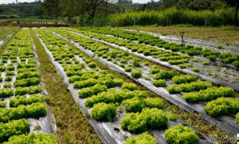 Equipe do Vale Verde recebeu os representantes do Ministério da Agricultura e mostraram o projeto (Foto: Prefeitura de Jundiaí)