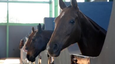 Confira a data para atualização cadastral da população de equinos