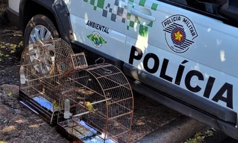 Polícia Ambiental resgata aves mantidas em cativeiro irregular