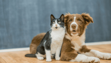 Prefeitura inicia novo período de agendamento para castração de cães e gatos