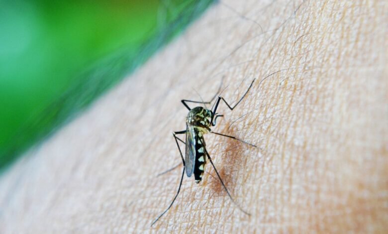 Guapiaçu confirma duas mortes por dengue