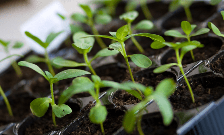 Polícia Civil desmantela quadrilha de tráfico de drogas em operação "Apostasia"
