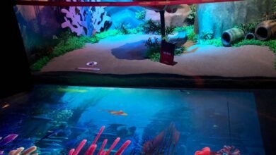 Museu de Cera de Olímpia ganha atração interativa inspirada em 'Procurando Nemo'"