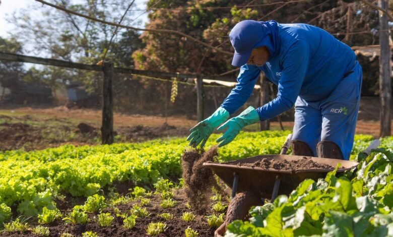 Horta Municipal retoma produção de verduras e legumes