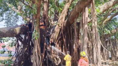 Incêndio em área urbana condena árvore centenária
