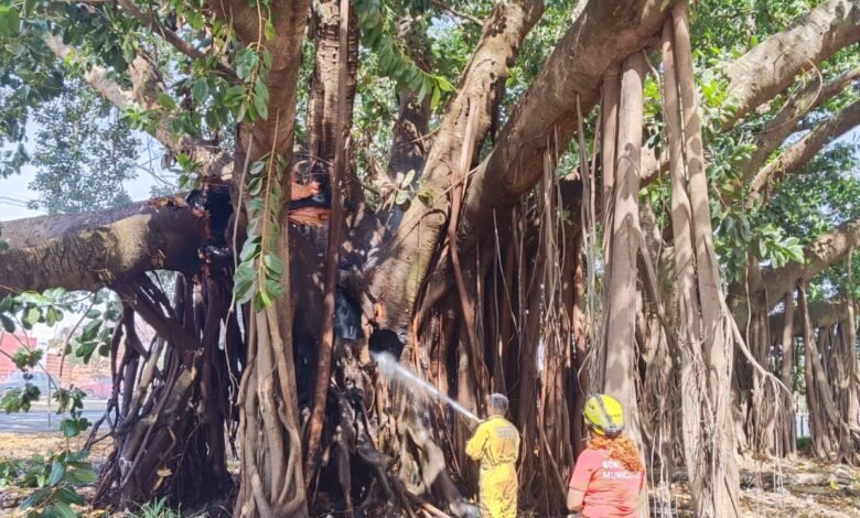 Incêndio em área urbana condena árvore centenária