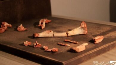 Pesquisadores da UFSM descobrem fóssil precursor dos pterossauros