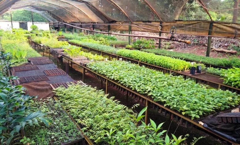 Horto Municipal de Guaíra Distribui Mudas de Árvores