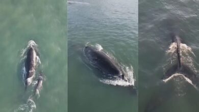 VÍDEO - Baleias são avistadas em Praia e encantam banhistas