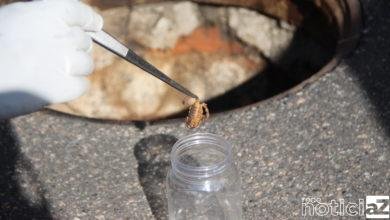 Acidentes com escorpiões passam de 100 notificações