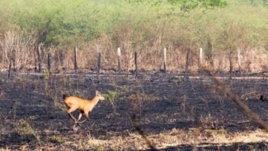 Incêndio atinge área da Serra do Japi