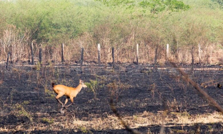 Incêndio atinge área da Serra do Japi