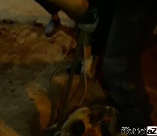 Cão entalado em tubulação é resgatado