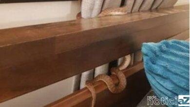 Por sorte, tratava-se de uma espécie de píton não venenosa.