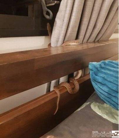 Por sorte, tratava-se de uma espécie de píton não venenosa.