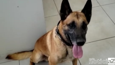 Cão Sadan fareja drogas