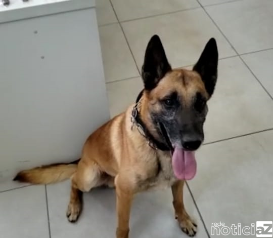 Cão Sadan fareja drogas