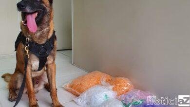 Operações com cães apreende quase 1,5 kg de droga