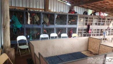 Foram encontrados cerca de 90 animais; os responsáveis foram autuados com multas que totalizaram R$ 2 milhões