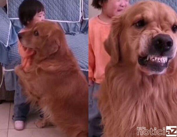 O cão mostra os dentes para proteger a menina de 2 anos de idade durante bronca da mãe. Ele rosna e faz carreta para a mamãe brava. A menina You You