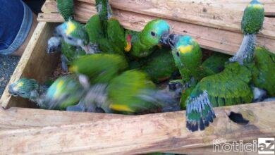 Polícia Rodoviária descobre tráfico de papagaios