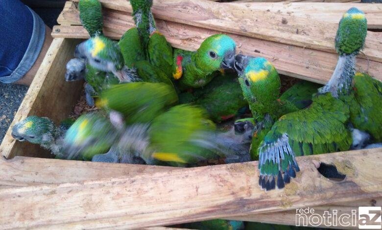Polícia Rodoviária descobre tráfico de papagaios