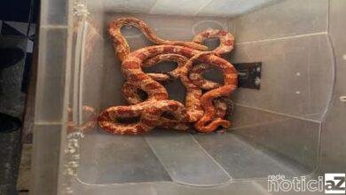 Cobras exóticas de importação proibida são apreendidas pela Policia da Delegacia de Proteção ao Meio Ambiente (DPMA) do Rio de Janeiro.