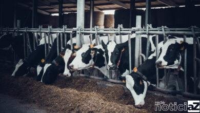 Três homens presos durante roubo de gado