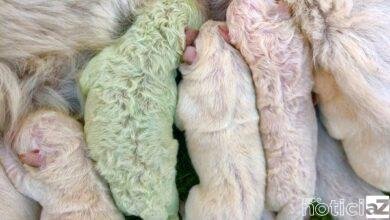 Cão nasce com cor verde
